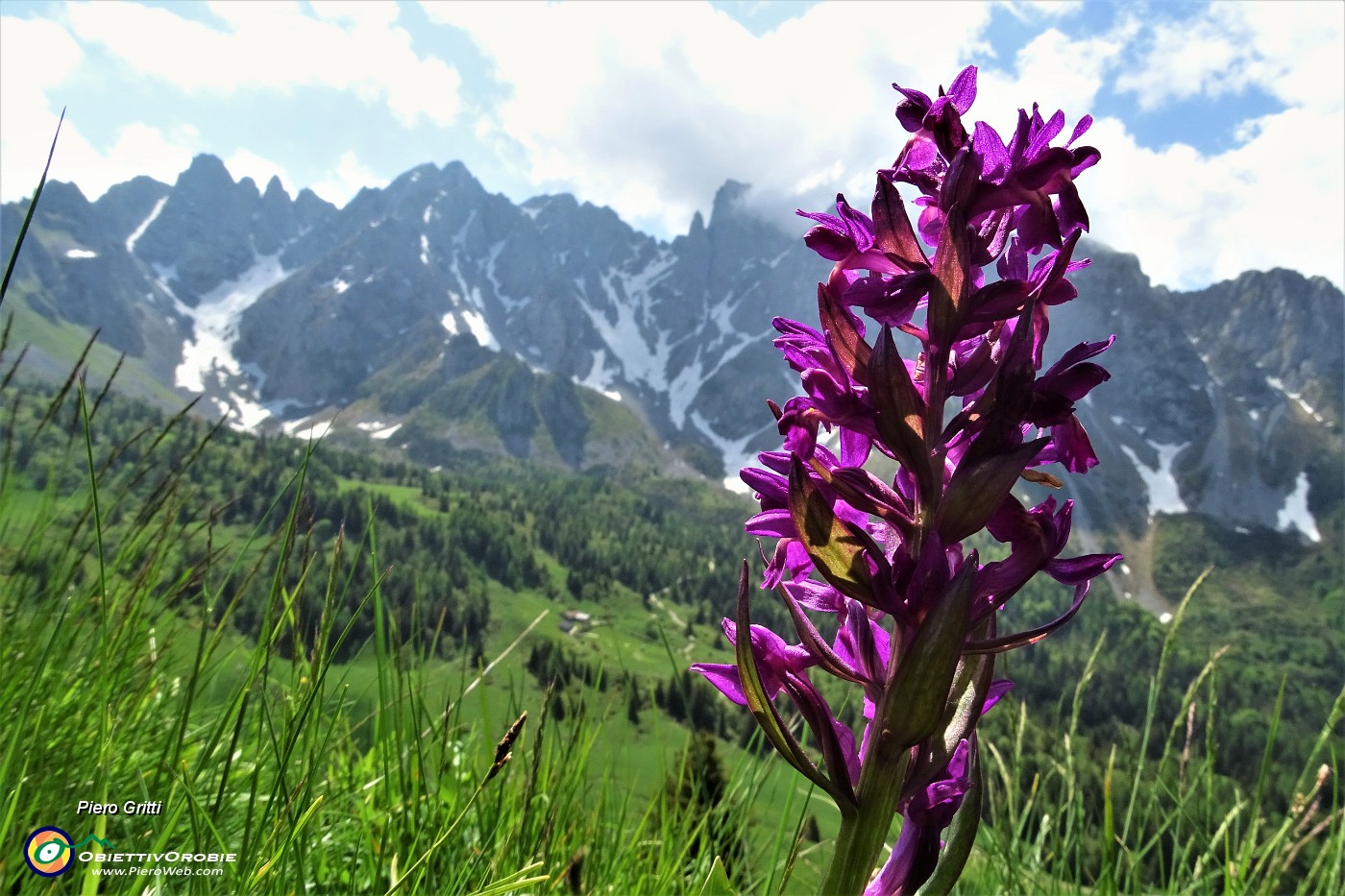 17 Giglio sambucino (orchis sambucina) rosso porpora.JPG